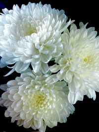 #flowers #aesthetic #chrysanthemum #white