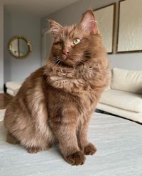 Norman The Brown Ragdoll | Cat genetics! Isn’t it fun learning about cat coloring? 🐱❤️🤎 this Ragdoll is a solid cinnamon brown #ragdoll #browncat #ragdollcat… | Instagram