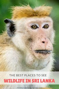 Sri Lanka is one of the world’s 25 biodiversity hotspots. It has one of the highest rates of endemic species (not found anywhere else)  anywhere in the world! 23% of all flowering plants are endemic and 16 mammals. My favourite was the Toque Macaque picture.