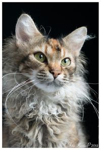 La Perm cat. A beauty. Perfect If you are allergic to cats. She comes from Ägirshus.