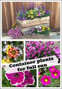 Container Plants for Full Sun: Choices for Colour, Foliage and Texture