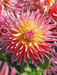 This Star Elite Cactus Dahlia will be the star of your summer garden! Its vibrant yellow petals shine forth with a vibrancy that is unmatched in the landscape. The slender petals of these cactus dahlias add the "star-like"...