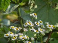 White Asters, photo by John Grotz.