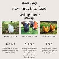 How much to feed your chickens per day in cups. Amounts for small, medium, and large breeds. Click to use the quick laying hen feed calculator to find out how much to feed your entire flock everyday.