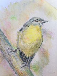 Eastern Yellow Robin by dido92