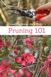 Pruning 101 How to Prune Like a Pro