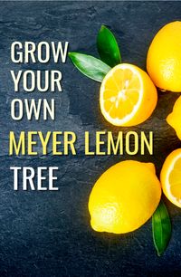 You can grow your own Meyer Lemon tree in a container on the patio or in the ground in your yard.