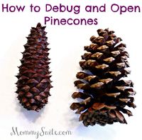 Super easy and effective way to debug and open your pinecones! I wish I knew this a long time ago.