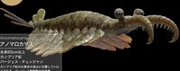 Anomalocaris