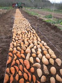 how sweet potato slips are started in bulk