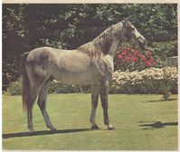 Ahir at Sahiby Stud, South Africa, in 1975 – Daughters of the Wind