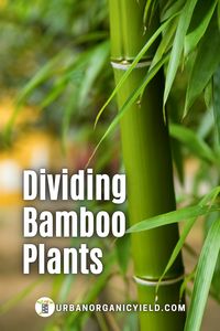 Learn how to propagate bamboo (most common species Dracaena Sanderiana). You can propagate bamboo from cuttings and you can propagate bamboo in water. Bamboo are great houseplants for indoors and outdoors. Read on for tips on how to care for bamboo plants. #Plants #Gardening #UrbanOrganicYield