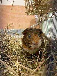 #cutepets #cuteanimals #guineapig #guineapigs #babyanimals #babyguineapig #hamster