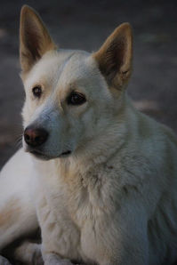 Explore the financial aspects of owning a Canaan Dog. From adoption fees to grooming and healthcare, plan responsibly for this intelligent breed. 🐾 #CanaanDogLove #CanaanDogPride #CanaanDogLife #CanaanDogNation #CanaanDogCommunity #CanaanDogAdventures #CanaanDogObsessed #CanaanDogPerfection #CanaanDogGoals #CanaanDogCuties