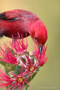 Himatione sanguinea: A small, crimson bird endemic to the Hawaiian Islands.