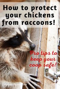 How to protect your chickens from raccoons. It's time to predator proof your chicken coop and protect your flock against raccoons. It can be difficutlt because they are so smart and sneaky, but these easy to follow steps will prevent them from breakinginto your chicken coop! How to trap and remove raccoons from your chicken coop and run area.