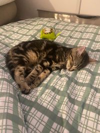 My tabby cat Celine cosy in bed - domestic short hair kitten