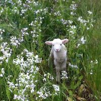 Preston Winery - hey little guy!