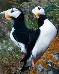 Horned puffins in Lake Clark National Park, Alaska