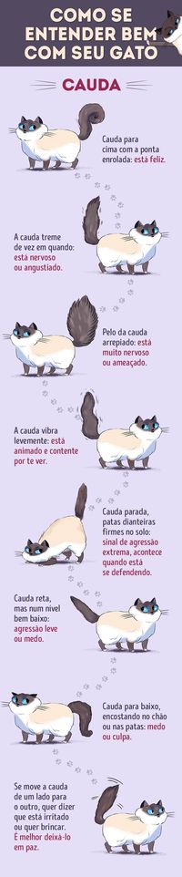 Aprenda a linguagem dos gatos