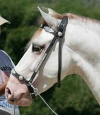 Camarillo white horse. They are born pure white with pink skin and brown eyes