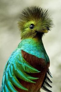 Resplendent Quetzal by Lauren Rapp on 500px