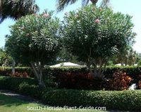 oleander trees in a landscape