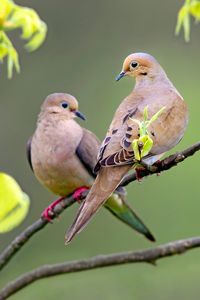 13 Fascinating Mourning Dove Facts | Birds & Blooms