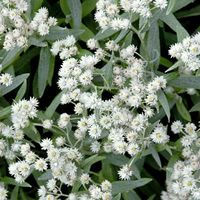 Pearly Everlasting Seeds - Anaphalis | American Meadows