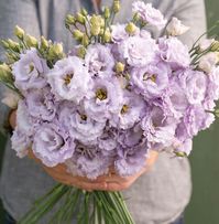 Voyage 2 Lavender Pelleted (F1) Lisianthus Seeds - Free Shipping for orders over $35. Pale lavender 2 1/2-4", fully double blooms are lush with abundant layering and ruffling. Conventional seed with conventional pelleting.  Group 2, for early spring to summer harvest. Lisianthus is also known as prairie gentian, Texas bluebell, and showy prairie gentian. Pelleted seeds. Plant Height: 24-36";  STEM LENGTH: 12-34". USES: Excellent cut flower. Beds. DAYS TO GERMINATION: 10-15 days at 68-72oF (20-22