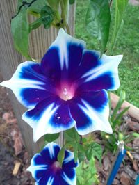 Ipomoea Nil - Kikyo Snowflake Japanese Morning Glory This is a vine that I grow, it is rare and so easy to grow. To me it is one of the most impressive Japanese Morning Glories I have grown. It blooms consistently daily with flowers that stop you in your tracks to look at the blooms. If you ever grow a morning glory, grow this one, you will not regret it. Kikyo Snowflake is one of the most strikingly beautiful Japanese morning glories. It has a color contrast where the dark blue/purple is outlin