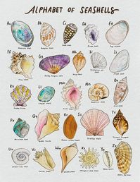 Seashell Alphabet Print Ocean Fan Art Seashell Art Wall Art Art Prints Art Posters Watercolor Print - Etsy