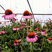 Buy Echinacea Magnus Online | Free Shipping Over $130