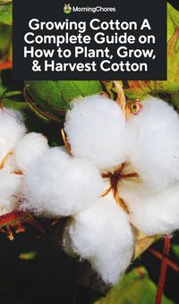 Growing Cotton: A Complete Guide on How to Plant, Grow,