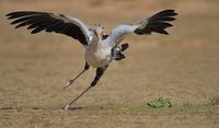 secretary bird hunt run pose angle