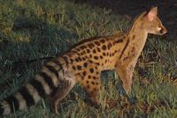 Genetta angolensis (Genet)