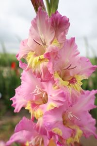 Dance to the rhythm of Gladiolus Happy Disco! A pink-yellow Flamencos gladiolus with relatively large flowers. Truly a treat, especially for the bees🐝🦋   #gladiolus #gladioli #happydisco #flamencos #foreverbulbs