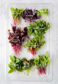 A primer on the many microgreen varieties you can grow.