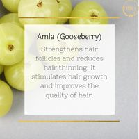 Rich in vitamins, minerals, amino acids & phytonutrients that increases blood circulation, thus the hair fibers are strong & put an end to hair fall. Vit. C rich amla cures dryness & prevents the accumulation of dandruff. Use of amla regularly can prevent premature graying and helps in maintaining natural color and luster. Contains essential fatty acids that penetrate into follicles making hair softer, shinier & voluminous. High iron & carotene content stimulates natural hair growth.