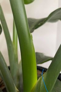 7 Steps to Pruning a Bird of Paradise