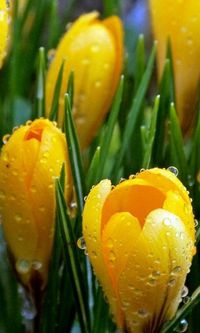 CROCUS: 1) Bulbs (croms) are planted for spring or fall bloom  2) Plant in well drained areas 3) Flower colors include shades of yellow, purple, white, and bi-colors 4) Click link for more tips