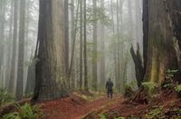 The Towering Trees On The Oregon Redwoods Trail Are Some Of The Oldest In The State