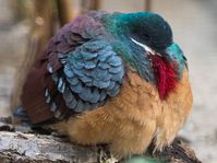 Mindanao bleeding-heart Gallicolumba crinigera [1600x1196] [OS]