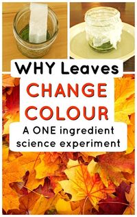 This is the BEST fall science experiment for kids - find out why leaves change colour in the Autumn using only one ingredient! Love simple science for kids. #howweelearn #scienceexperimentsforkids #fallactivities #autumnactivities #fallscience #kidsactivities #ideasforkids