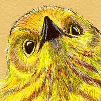 Yellow Warbler Bird 8 x 10 inch Giclée Art Print, Yellow Bird Art, Colored Pencil Art