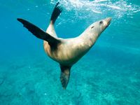 Synchronized swimming, sea lion style | by altsaint