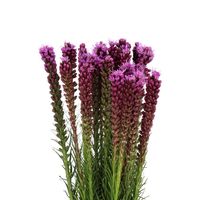 Flower: Liatris Variety: Spicata Size: 80cm Color: Purple Stem Count: 50 Stems Per Bunch