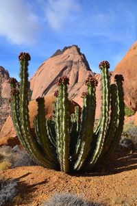 Wouldn't be the desert without a cactus plant