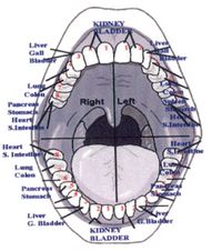 The tooth-organ connection. What do your #teeth say about your #health? #dentist #holistic