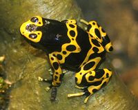 Bumblebee frog, via Flickr.